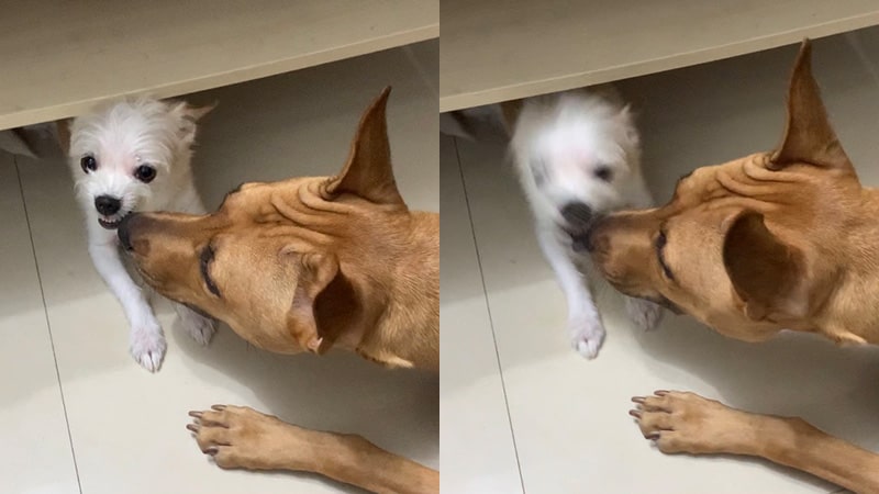 兩隻狗相處兩隻狗吵架兩隻狗打架