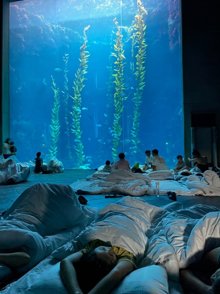 2017、2022 年 2 次夜宿海生館「海藻森林區」經驗分享~好玩嗎?要帶什麼? | RichBobi 高高與她的激動大狗