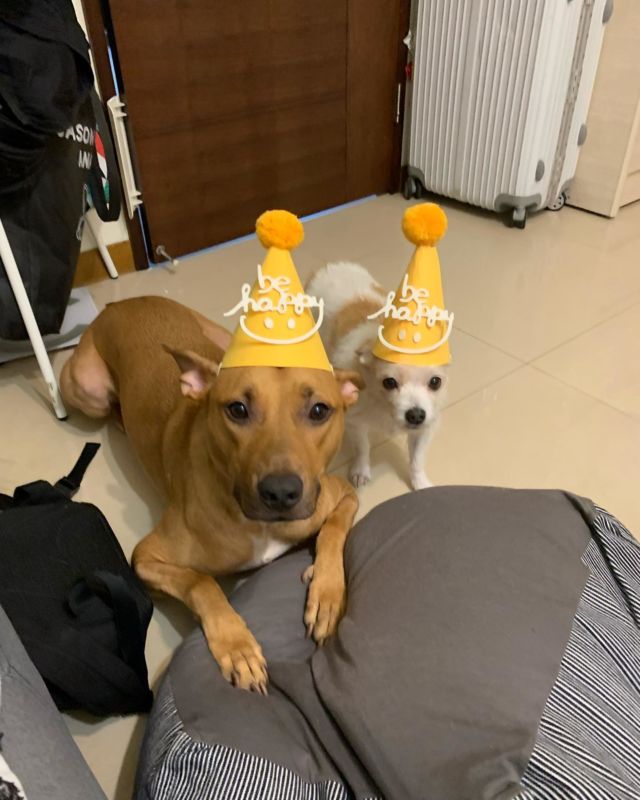 波比快生日了，買了一個狗狗蛋糕，戴戴看裡面附的生日帽😂